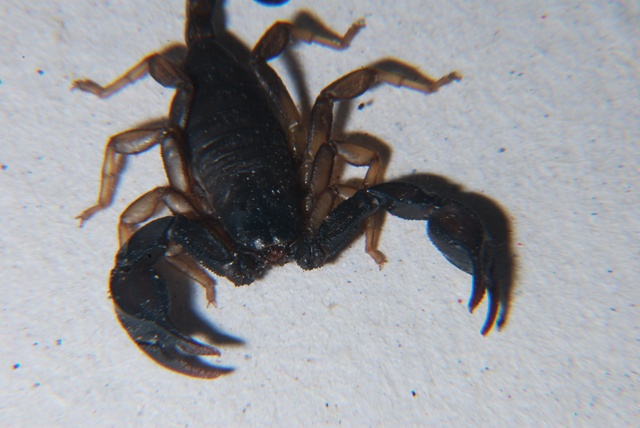 Euscorpius sp.